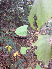 Aristolochia tomentosa