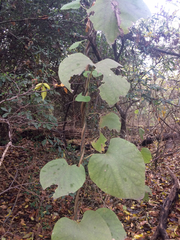 Aristolochia tomentosa