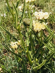 Pachycarpus schinzianus