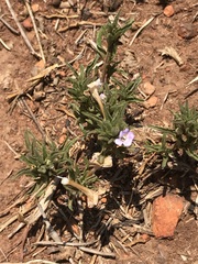 Dyschoriste costata