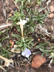 Dyschoriste costata