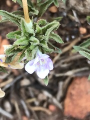 Dyschoriste costata