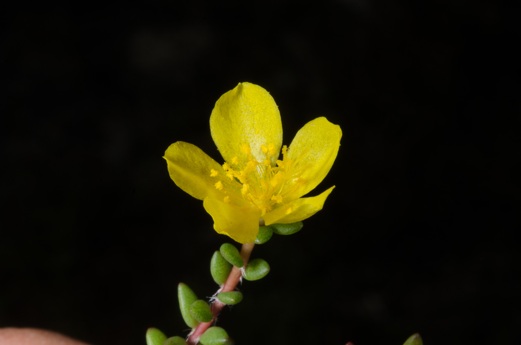 Portulaca mauritiensis