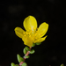 Portulaca mauritiensis - Photo (c) Ehoarn Bidault, some rights reserved (CC BY-NC), uploaded by Ehoarn Bidault