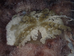 サカサクラゲ