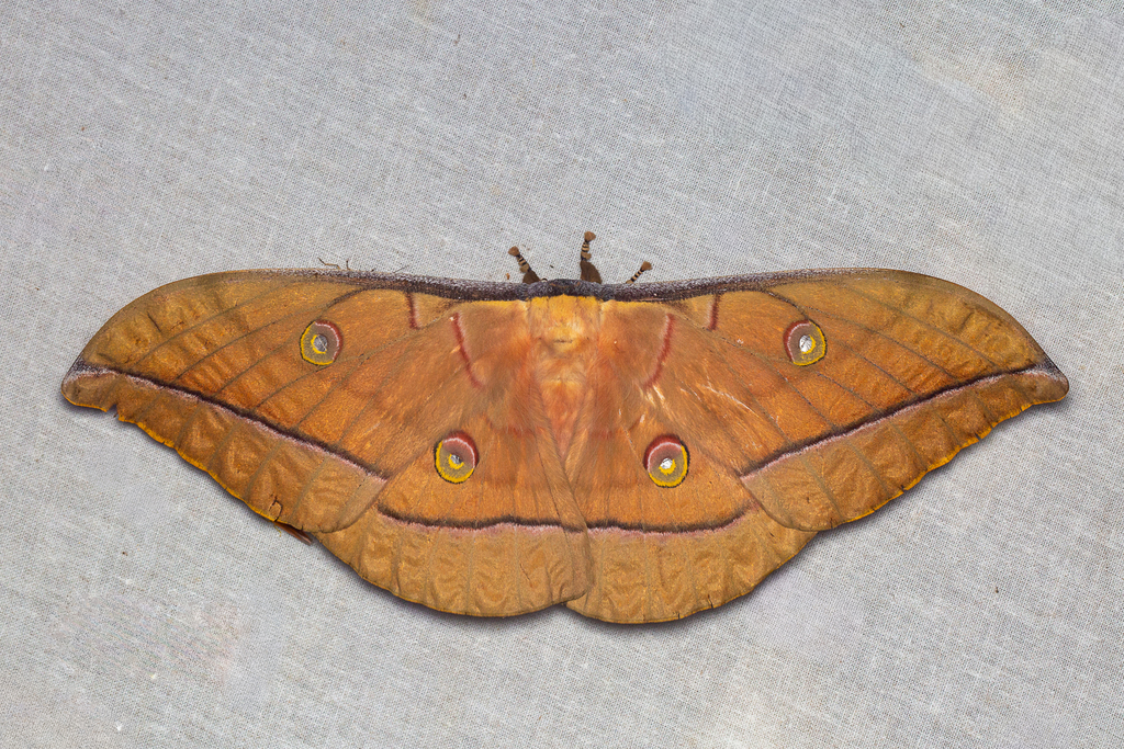 Antheraea roylei