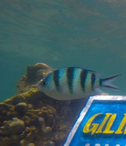 Abudefduf sexfasciatus