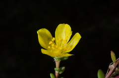 Portulaca mauritiensis image