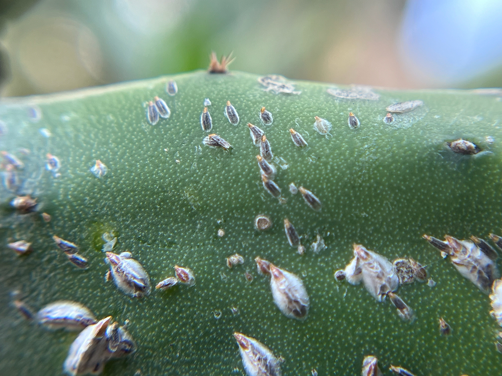 Opuntiaspis philococcus