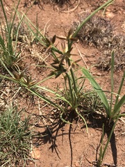 Cyperus semitrifidus
