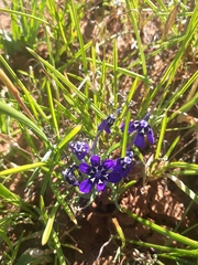 Lapeirousia oreogena
