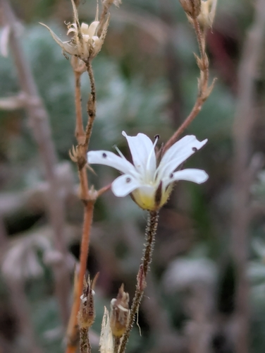 Fendler's sandwort (Eremogone fendleri)