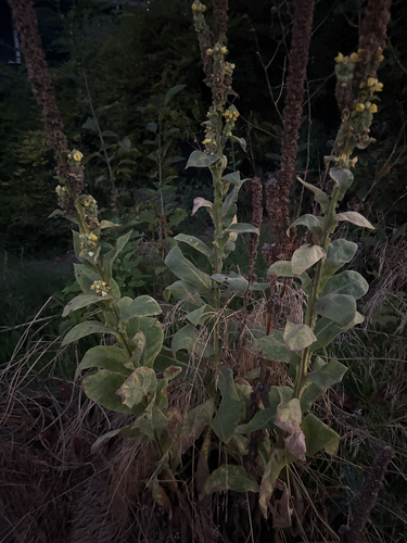 Ein weiteres Foto von Great Mullein