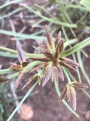 Cyperus semitrifidus