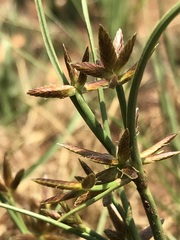 Cyperus semitrifidus