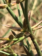 Cyperus semitrifidus