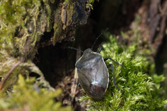 Chlorochroa pinicola