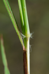 Bothriochloa bladhii