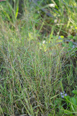 Bothriochloa bladhii