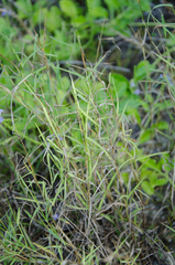 Bothriochloa bladhii