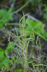 Bothriochloa bladhii