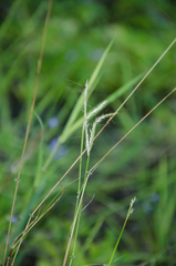 Bothriochloa bladhii
