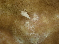Pagurixus haigae