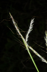 Bothriochloa bladhii