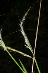 Bothriochloa bladhii