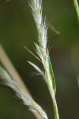 Bothriochloa bladhii