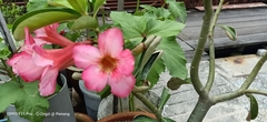 Adenium obesum