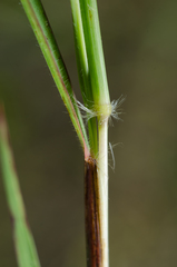 Bothriochloa bladhii