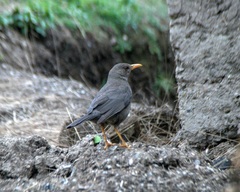 Turdus chiguanco