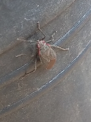 Jadera parapectoralis