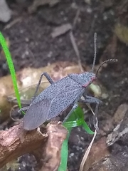 Jadera parapectoralis