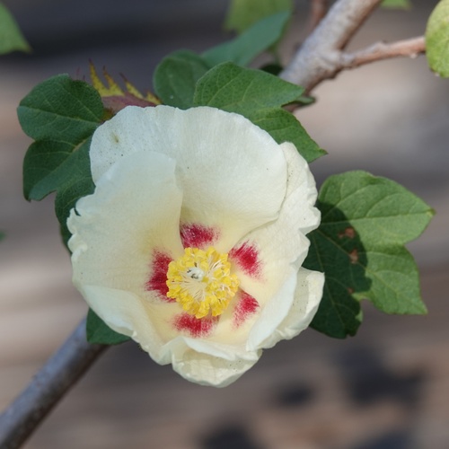 Gossypium hirsutum