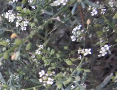 Peltaria angustifolia