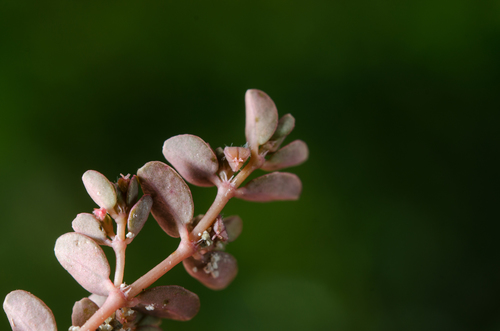 Euphorbia stoddartii