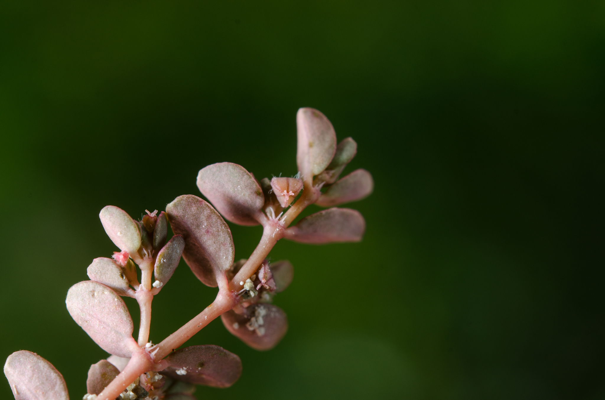 Euphorbia stoddartii