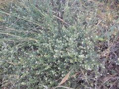 Peltaria angustifolia