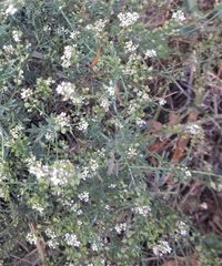 Peltaria angustifolia