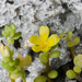 Portulaca mauritiensis aldabrensis - Photo (c) Ehoarn Bidault, some rights reserved (CC BY-NC), uploaded by Ehoarn Bidault