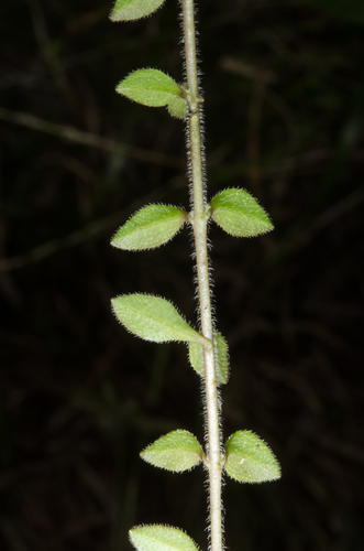 Nesogenes prostrata image