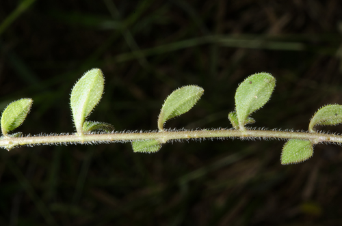 Nesogenes prostrata image