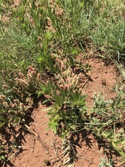 Acalypha caperonioides