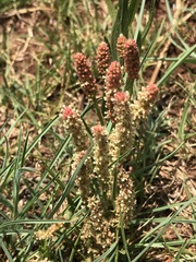 Acalypha caperonioides