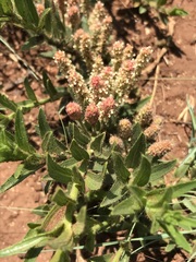 Acalypha caperonioides
