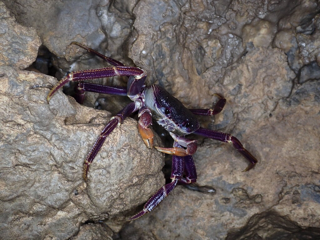 Guam Long-legged Land Crab