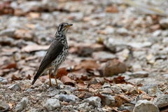 Turdus litsitsirupa