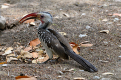 Tockus damarensis